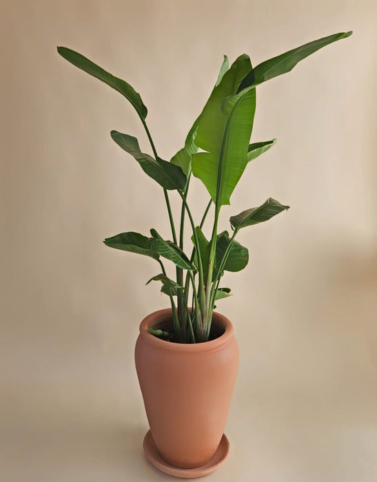 Lillian Plants Pot-PCU2