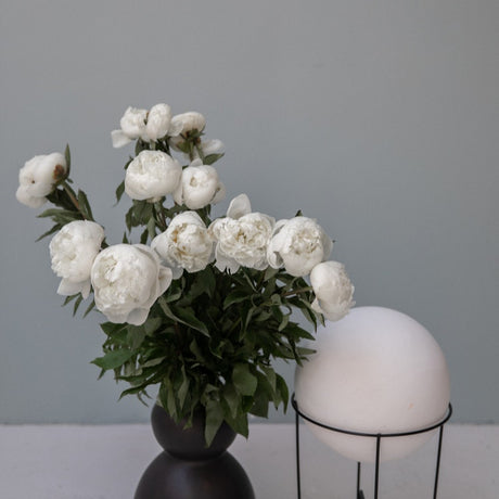Plants Accessories