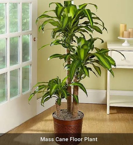 Natural Plants