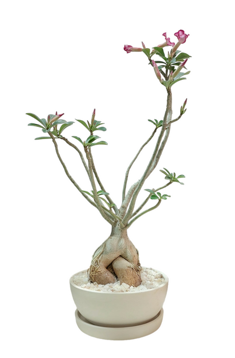 Desert Rose plant-SH1