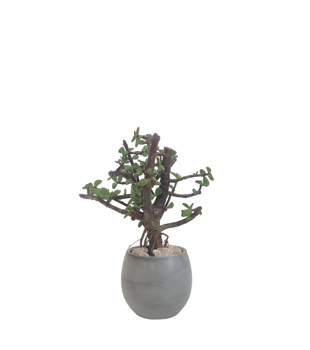 Jade Bonsai Plant-SH4