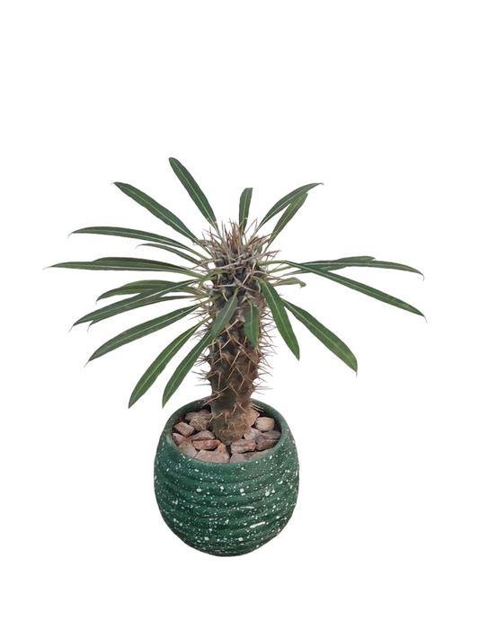 Madagascar Palm Plant-SH5