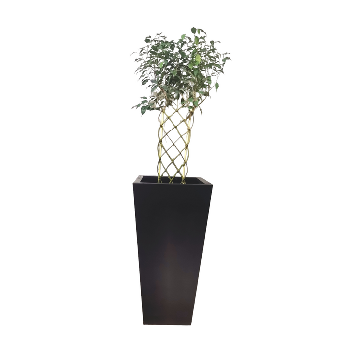 Ficus Exotica Plant-SH16