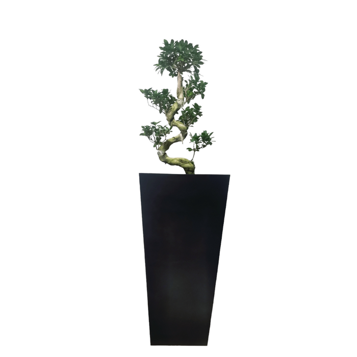 Bonsai Plant-SH17