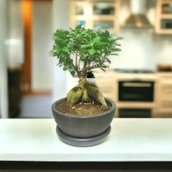 Bonsai Plant-SH34