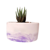 Plant Pot-35