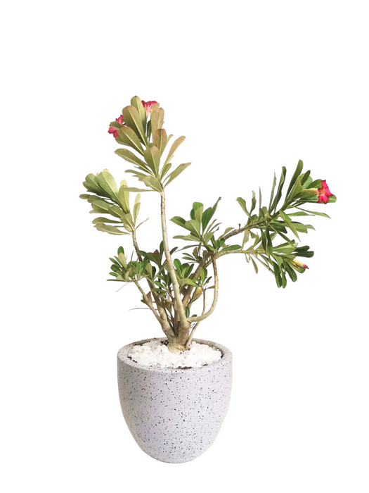 Adenium Plant-SH32