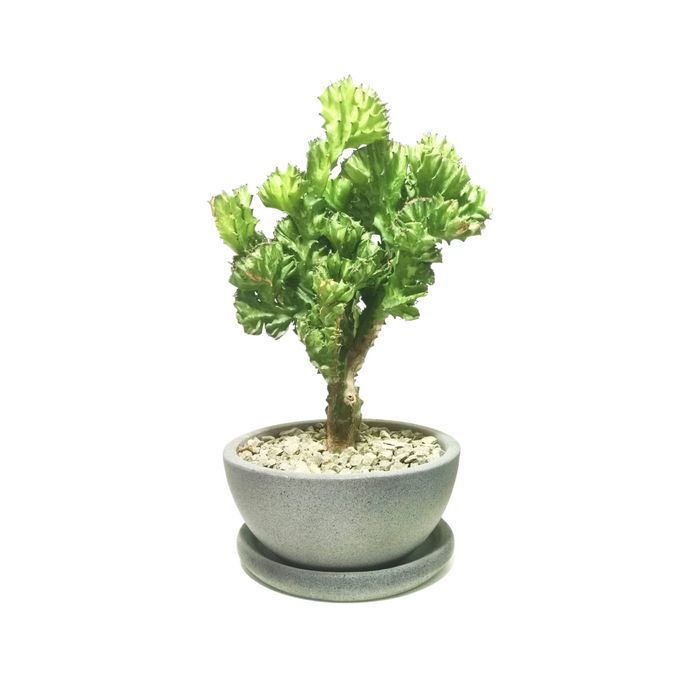 Euphorbia Lactea Plant-SH33