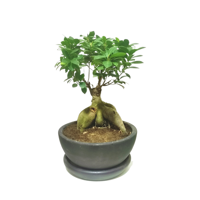 Bonsai Plant-SH34