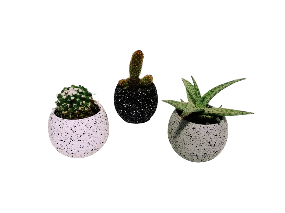 Star Cactus Set-SH37