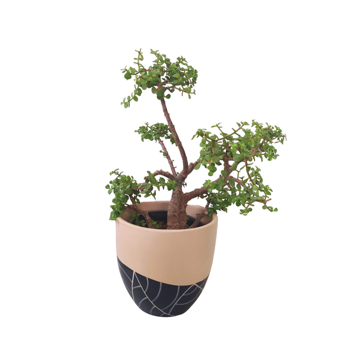 Jade tree Plant-SH40