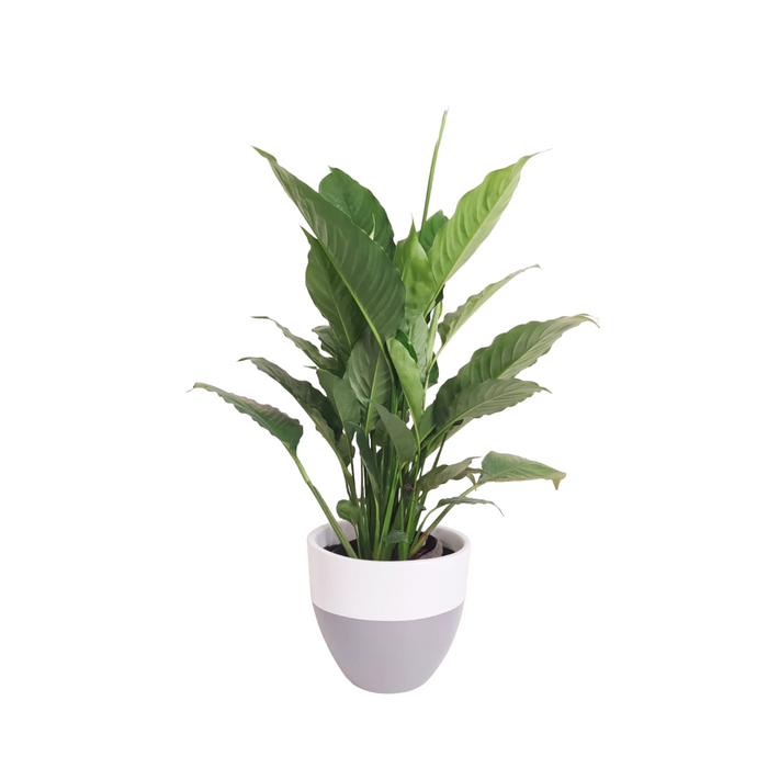 Peace Lily Plant-SH41