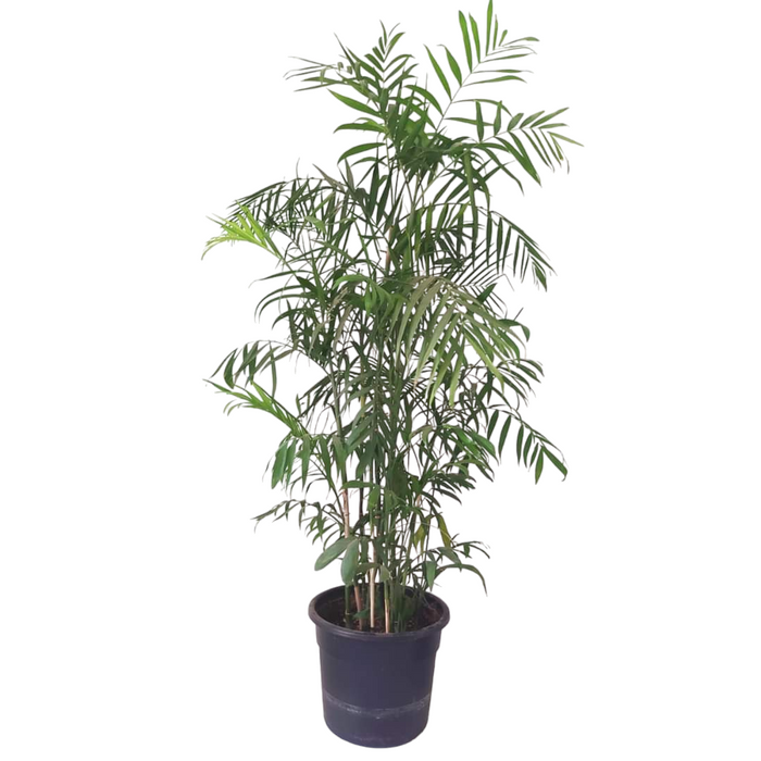 Bamboo Plant-SH42