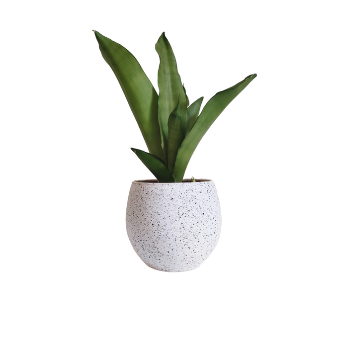 Silver Snake Plant-SH50