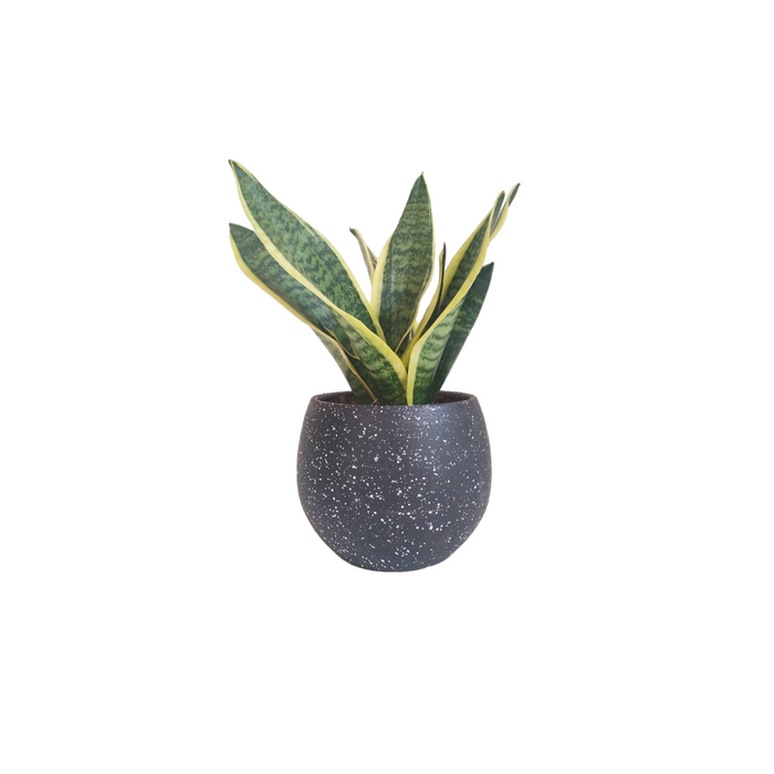 Gold Snake Plant-SH51