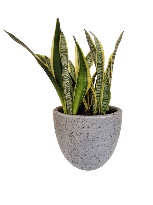 Snake Plant-SH52