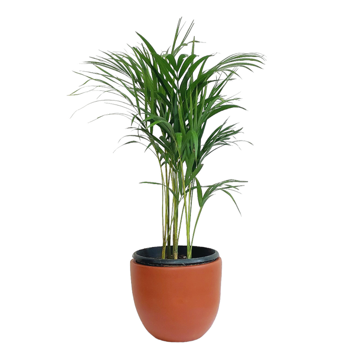 Areca Palm-SH53