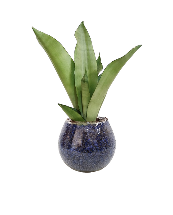 Silver sansevieria Plant-SH54