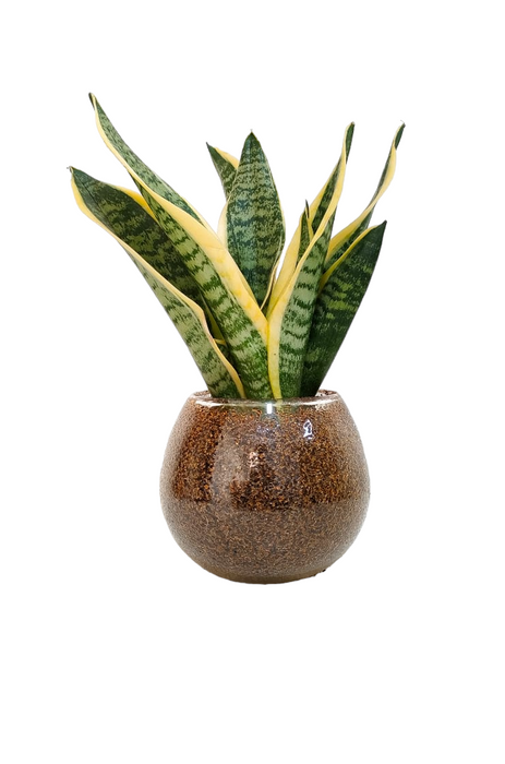 Gold sansevieria Plant-SH55