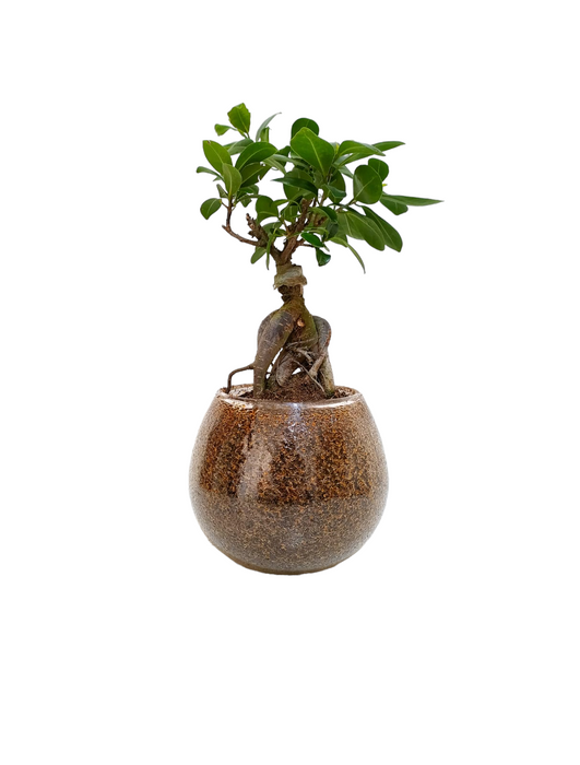 Bonsai plant-SH57