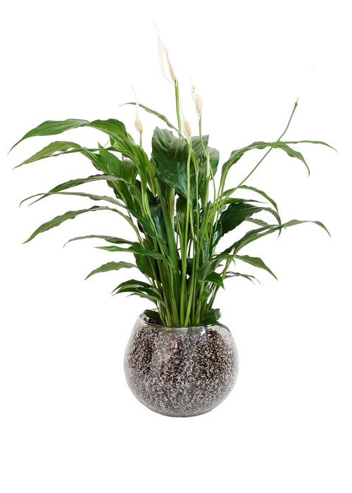 Peace Lily Plant-SH58