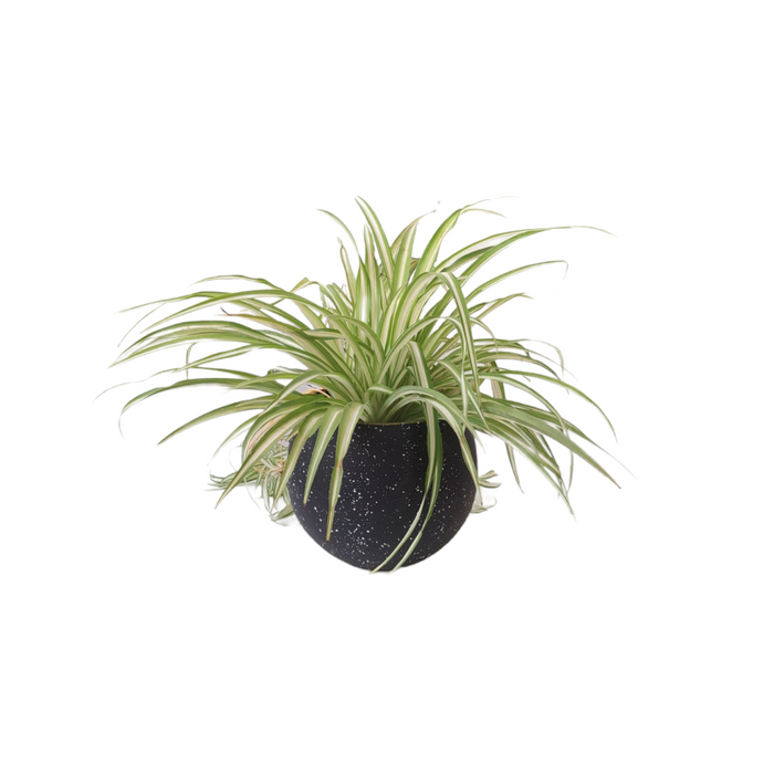 Spider plant-SH59