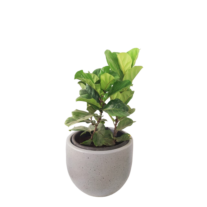 Fiddle Leaf Plant-SH60