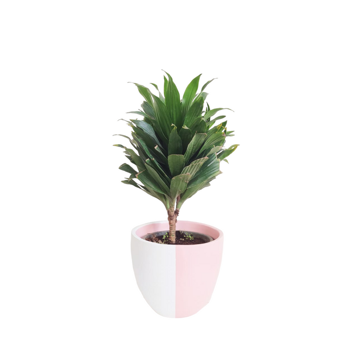 Dracaena Compacta Plant-SH62