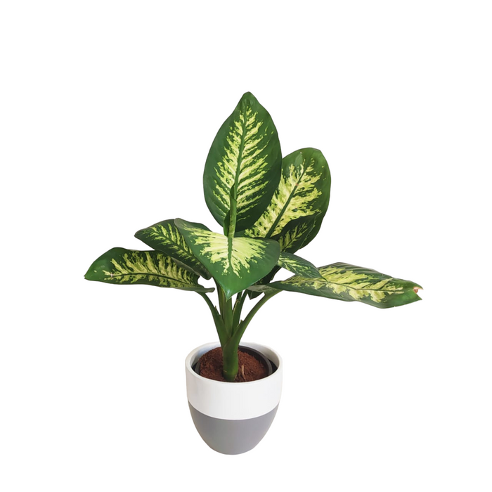 Dieffenbachia Plant-SH63