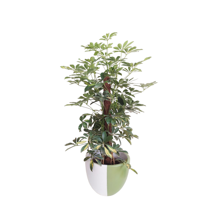 Schefflera Plant-SH64