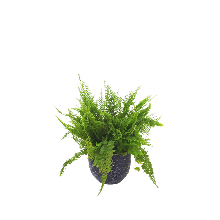 Boston fern Plant-SH69