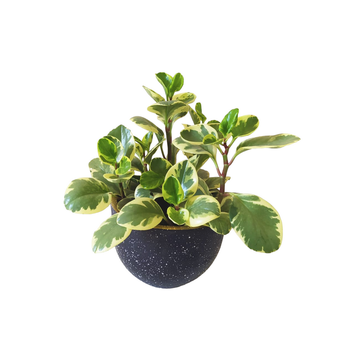 Yellow Baby rubber Plant-SH70