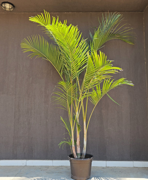Outdoor Areca Palm Natural Plant-PCU18