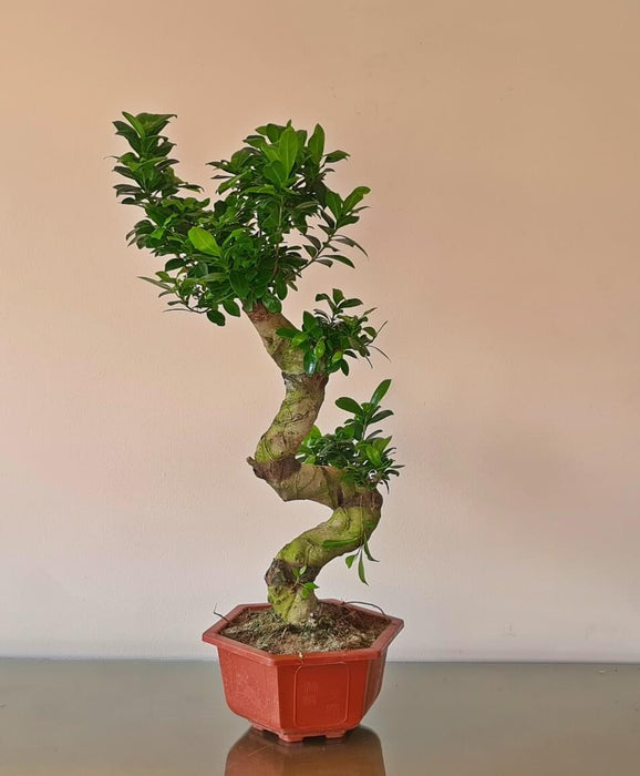 Bonsai Large S shape Natural Plant-PCU24
