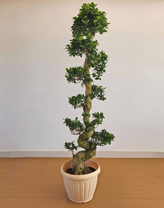 Bonsai XL S shape Natural Plant-PCU25