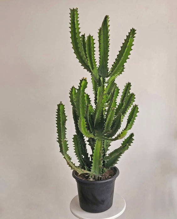 Euphorbia Natural Plant-PCU27