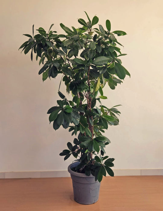 Ficus cyathistipula Natural Plant-PCU22