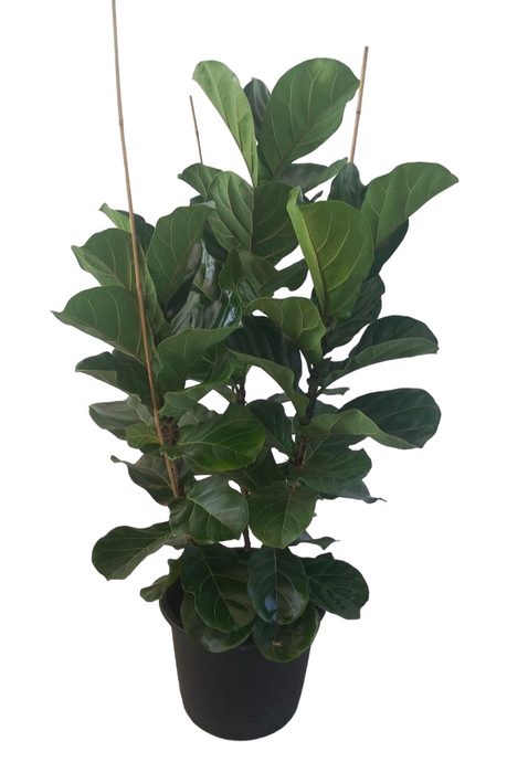 Fiddle Leaf Fig Natural Plant-PCU26