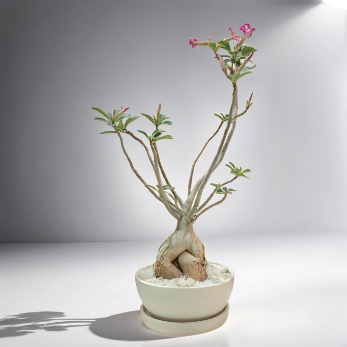 Desert Rose plant-SH1