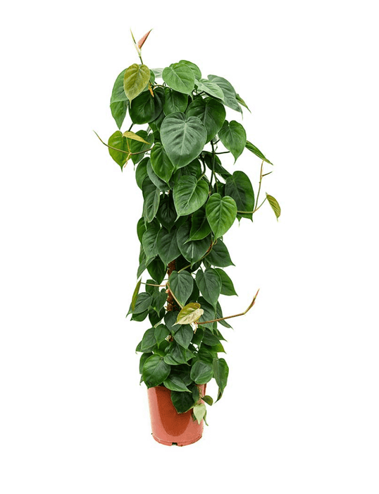 Philodendron tree Natural Plant-PCU15