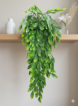 Plantify Plant_F9