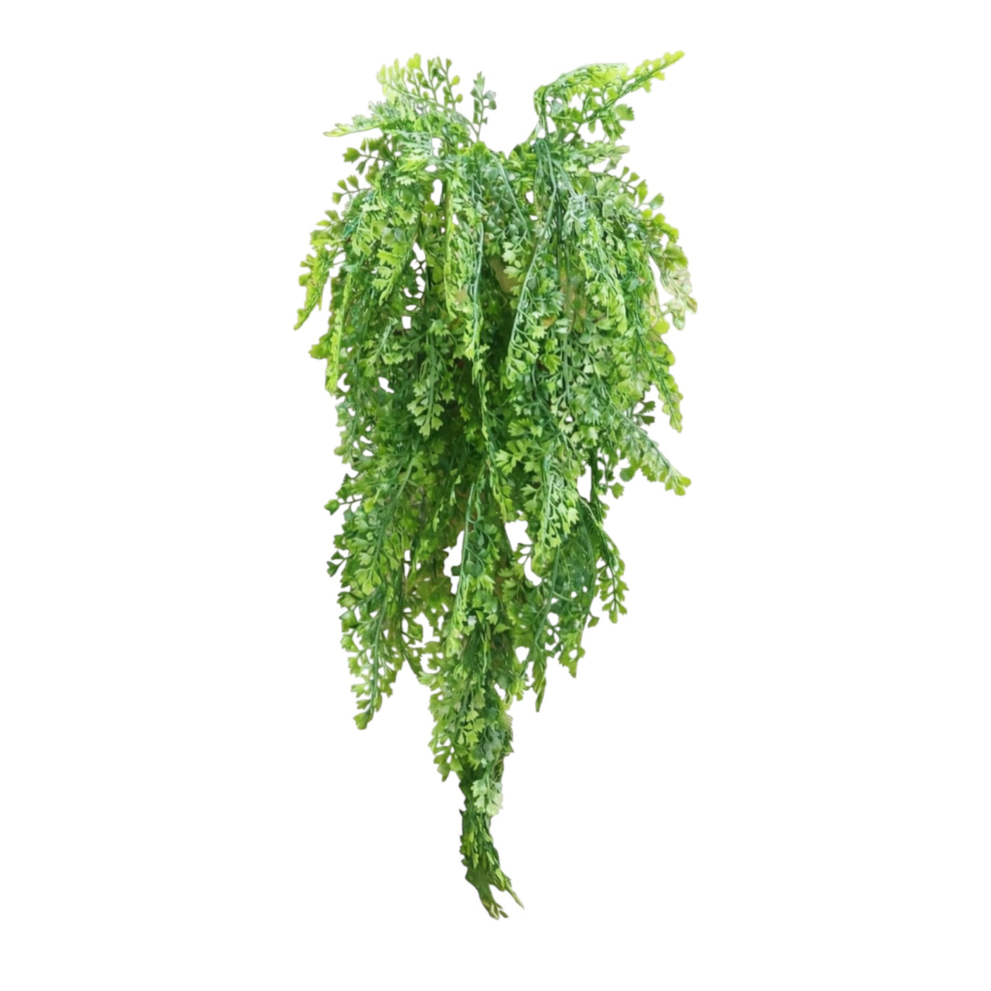 نبات ورقي_F11