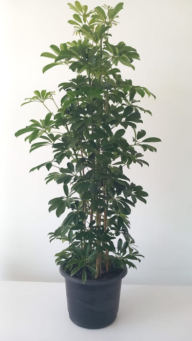 Schefflera Natural Plant-PCU16