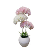 نباتات رخوة_F14