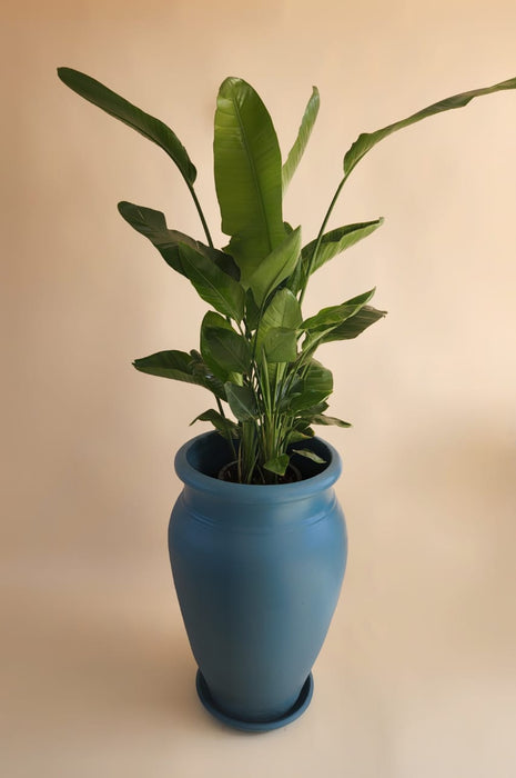Elena Plants Pot-PCU1