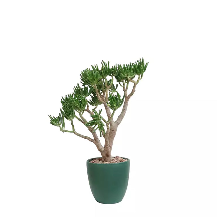 Crassula Plant-SH2